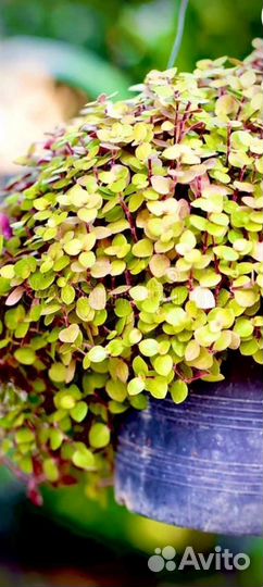 Каллизия 3 цвета розовая желтая зеленая