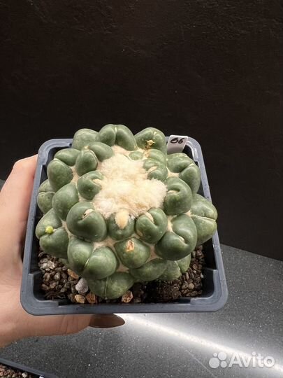 Кактус Coryphantha elephantidens