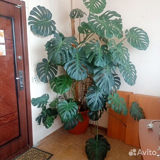 Комнатные растения цветы большие