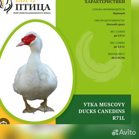 Индоутки на племя