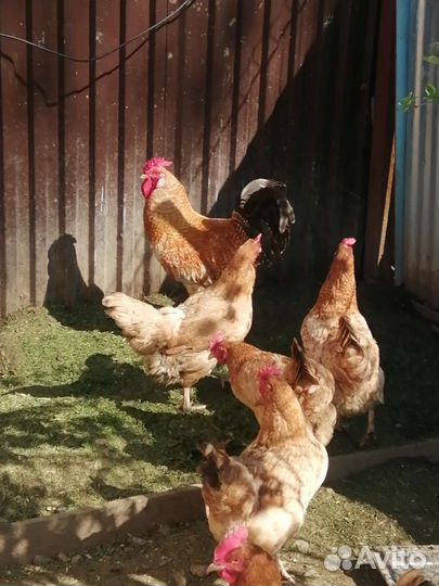 Инкубационное яйцо Царскосельской породы кур