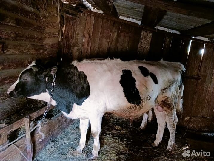 Быки и телки на мясо