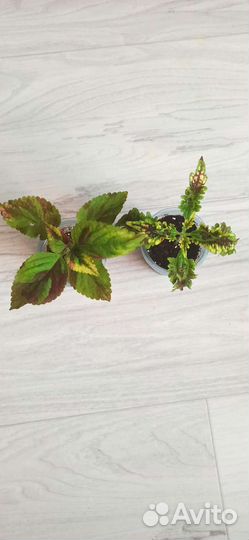 Колеусы вегетативные