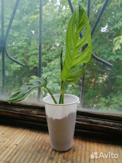 Субхастатум, Хастатум, Фиш Бон