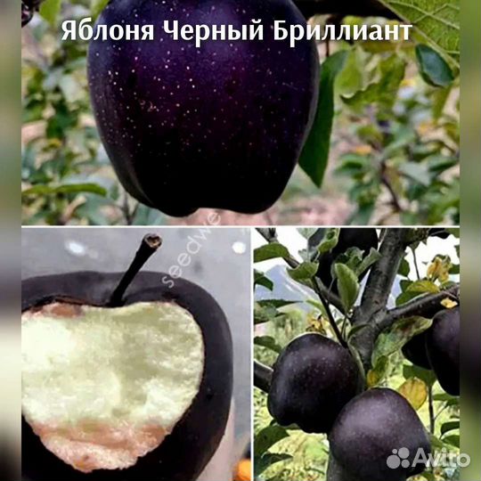 Яблоня редкие сорта