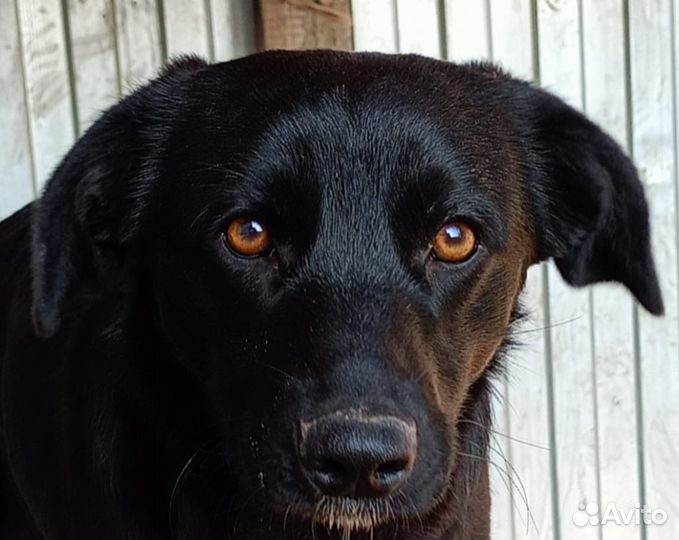 Щенки в дар Волгоград