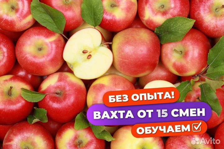 Сборщик яблок вахта в Волгоградской области