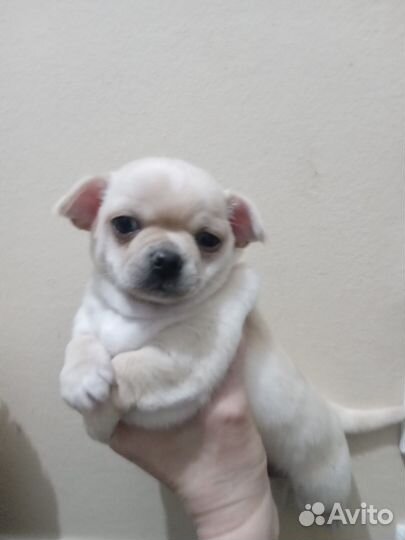 Чихуахуа мини