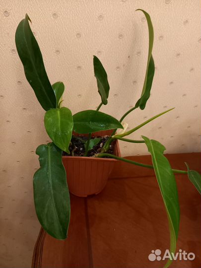 Филодундрон Гигантум, Вайт Кнайт, Хойя