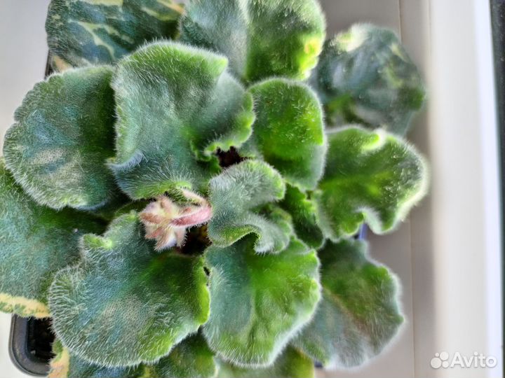 Комнатные растения