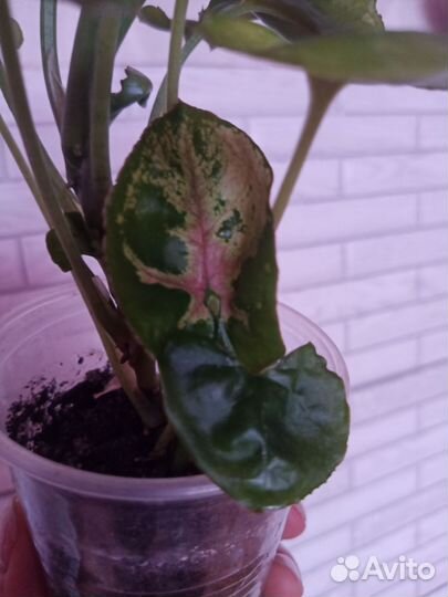 Сингониум Тиффани