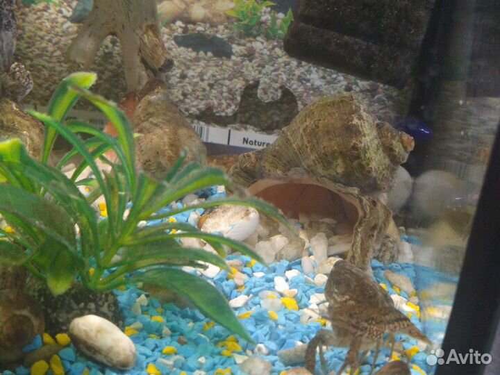 Рыба,аквариум