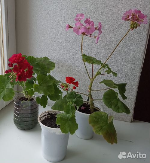 Герань цветущая украшение для балкона