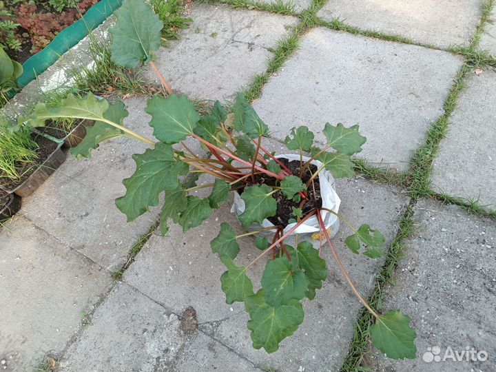 Рассада ревеня