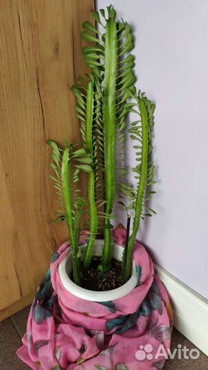 Молочай трехгранный