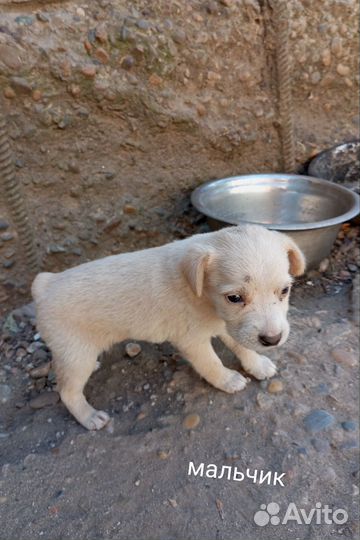 Щенки маленькой дворняжки