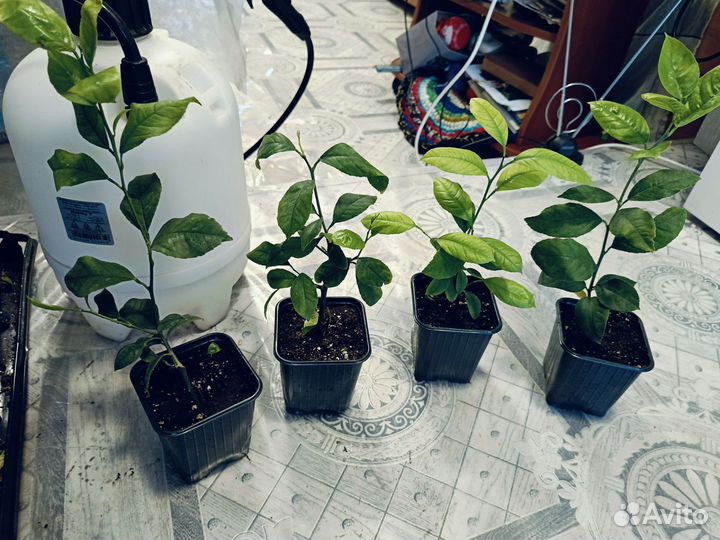 Саженцы лимона, плодоносящий