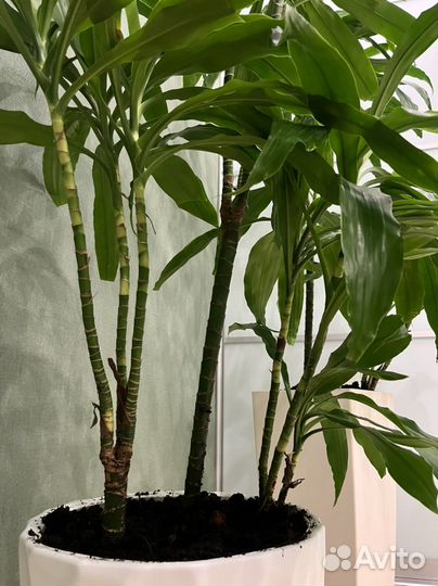 Пальма драцена