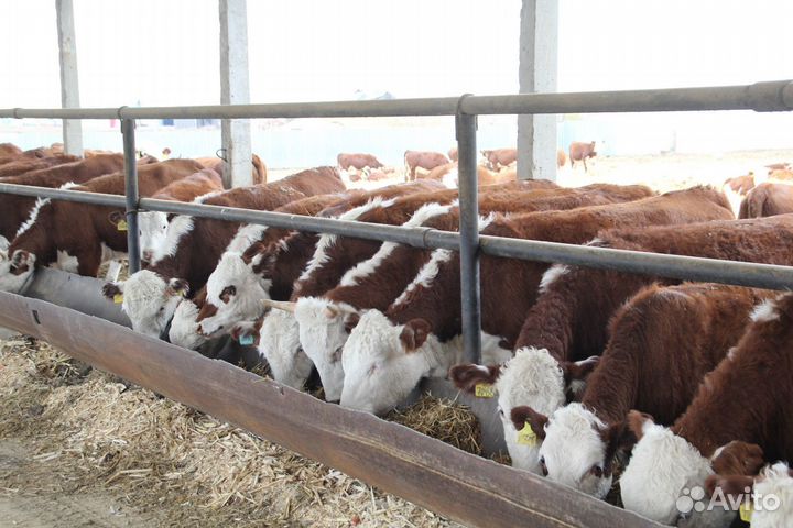 Комбикорм для откорма Бычков