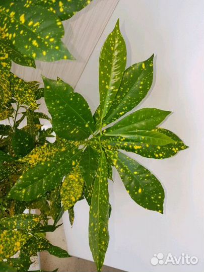 Красивый цветок Кротон Аукуболистный для дома и оф