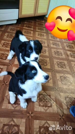 Отдам щенков в добрые руки