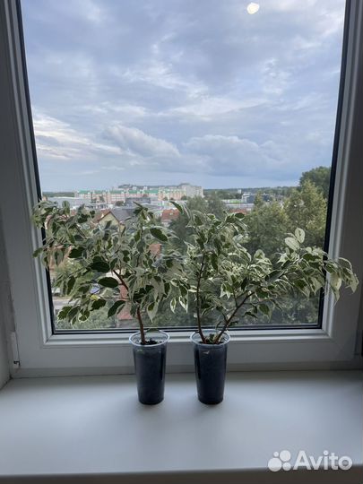 Фикус твилайт