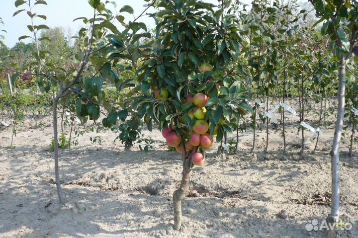 Плодовые декоративные деревья