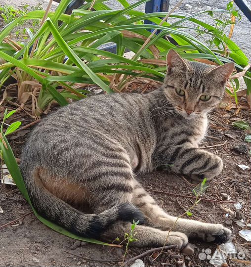 Европейская