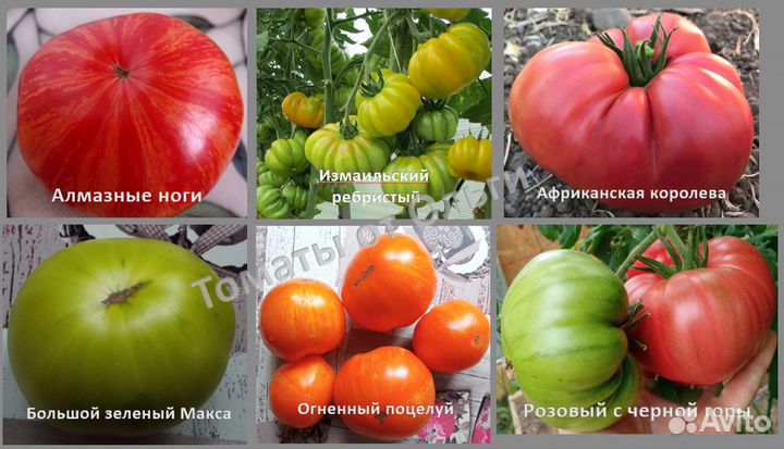 Семена коллекционных томатов