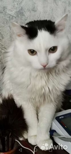 Котята в добрые руки бесплатно