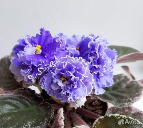 Фиалки сортовые