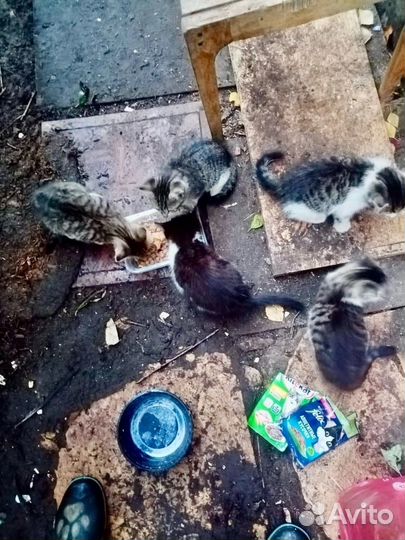 Котята ищут дом