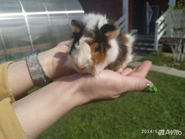 Морская свинка