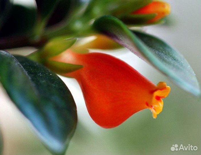 Гипоцирта (наманантус)