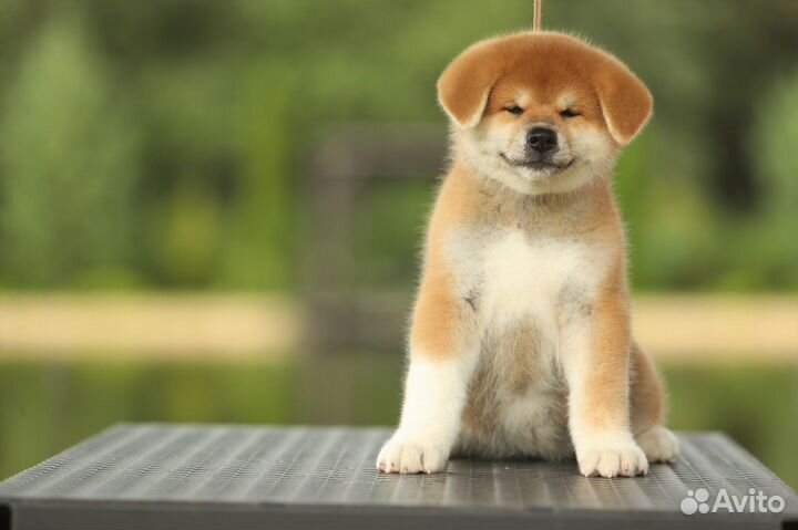 Девочка акита ину 2,5 месяца