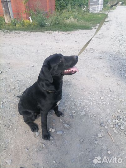 Лабрадор