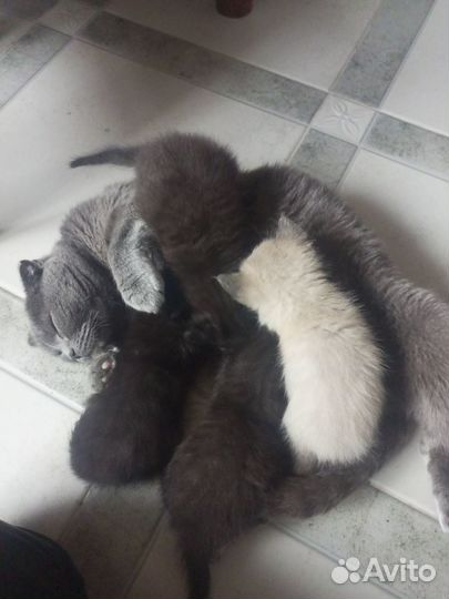 Котята в добрые руки бесплатно