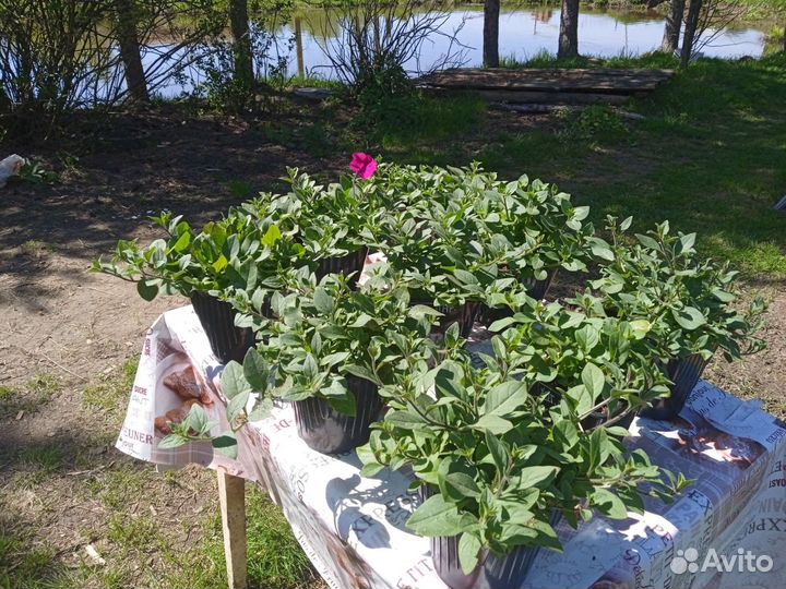 Петуния тайдал Вэйв