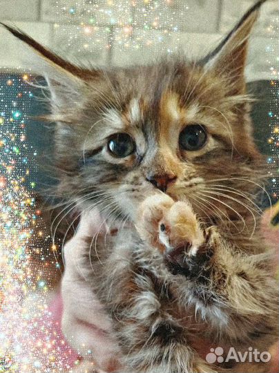 Котята мейн-кун