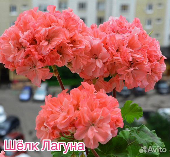 Пеларгонии сортовые (черенки)