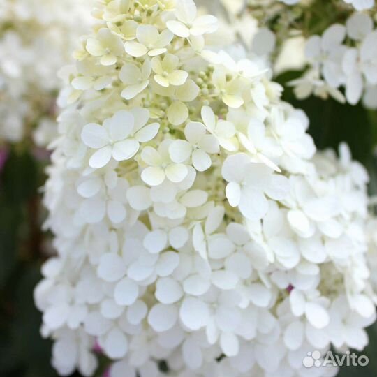 Гортензия метельчатая бобо, низкорослая