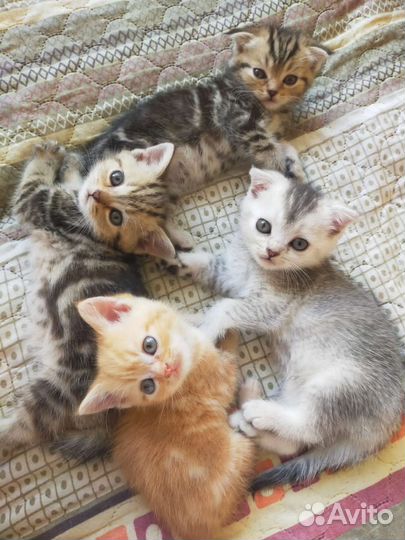 Шотландские вислоухие котята