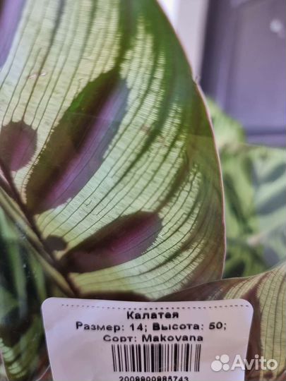 Калатея (сорт makovana),комнатные растения