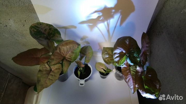 Сингониумы сортовые часть 3