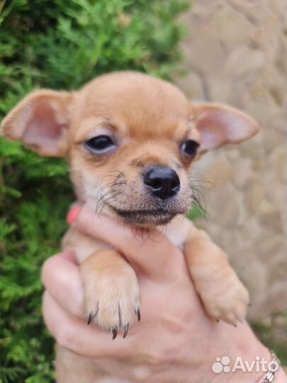 Щенки чихуахуа