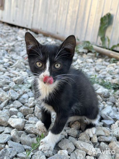 Котята в беде