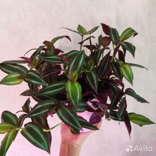 Традесканция зебрина