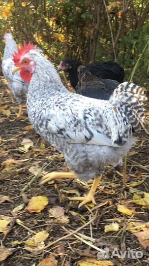 Молодые петушки Легбар