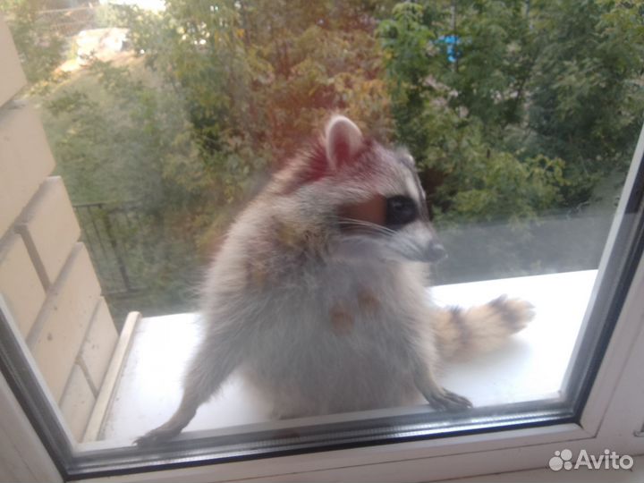 Енот случка