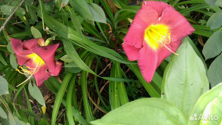 Цветок рудбекия желтая, Лилейник бордовый